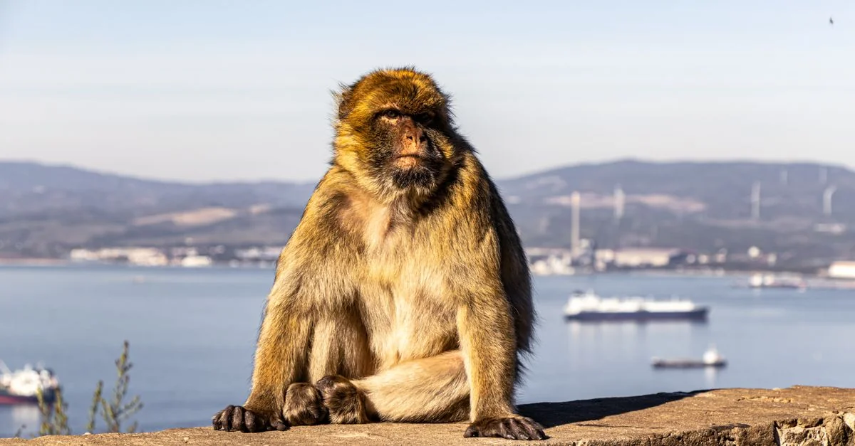 Gibraltar Adventure Guide: Extreme Sports with Prices and Tips