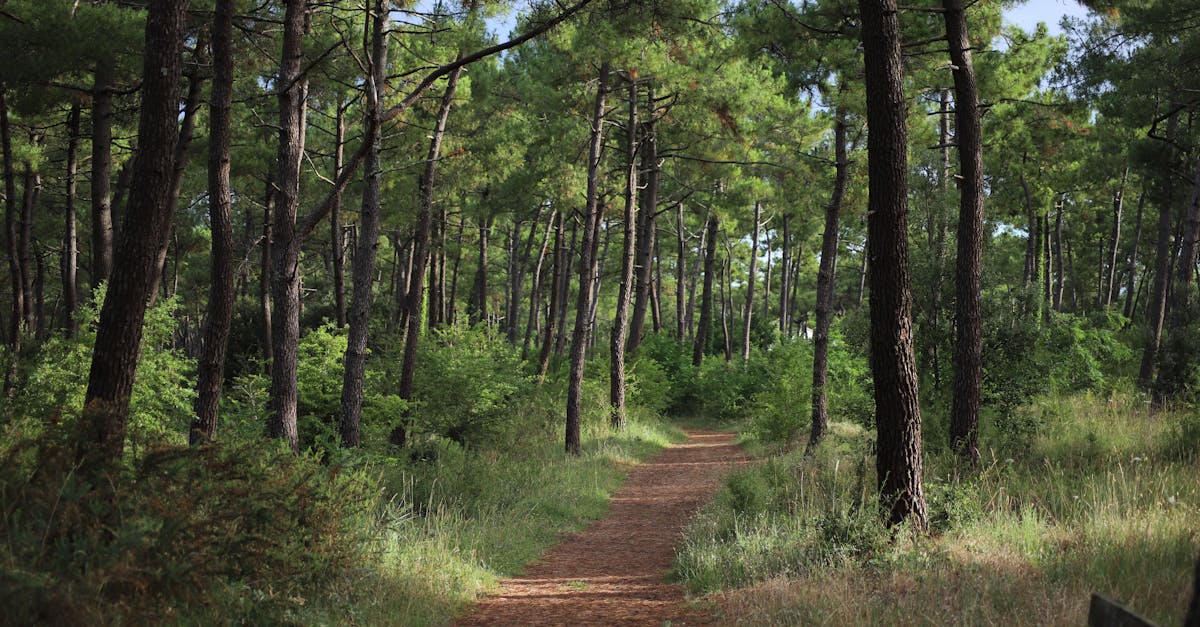 gironde-walking-tours
