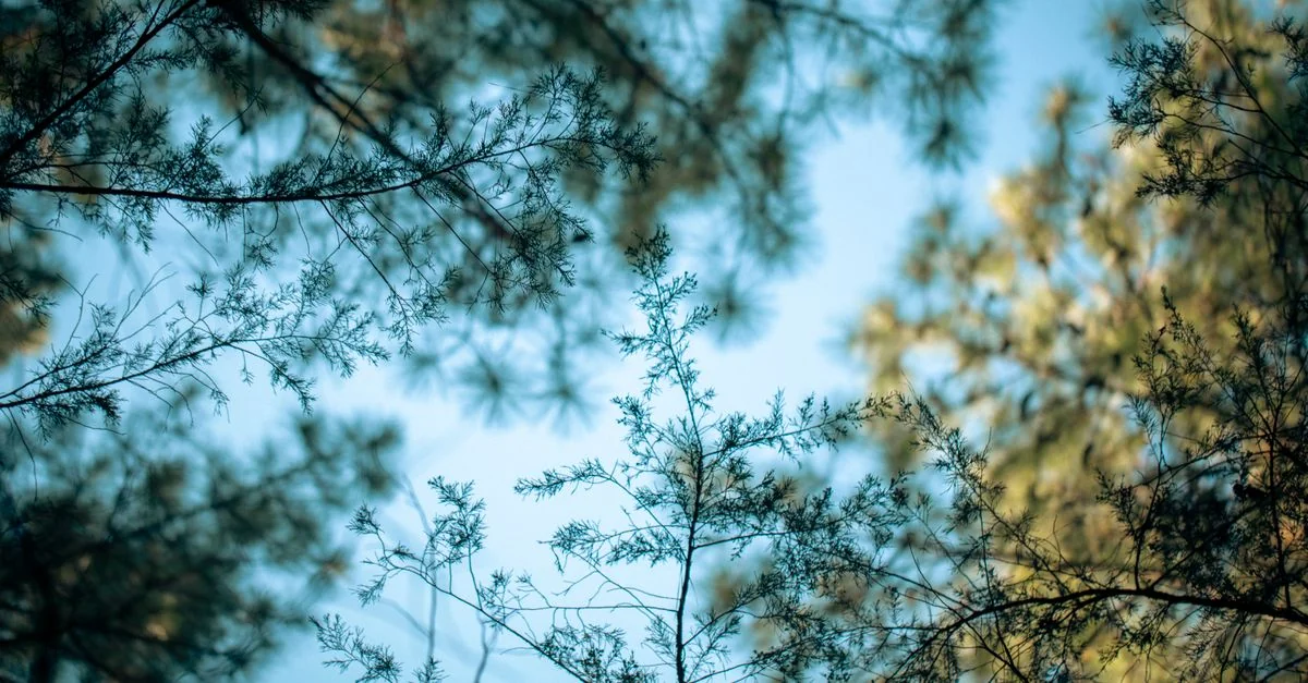 Exploring Hillsborough County: City Tours and Sightseeing Guide