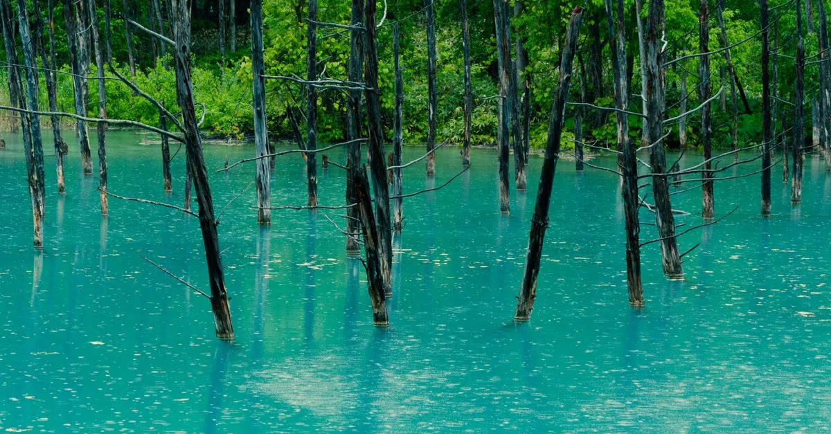 Nature and Wildlife Tours in Hokkaido: Safari, Birdwatching and Eco Adventures