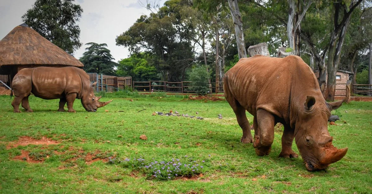 Johannesburg Day Trips: From Apartheid History to Wildlife Safaris
