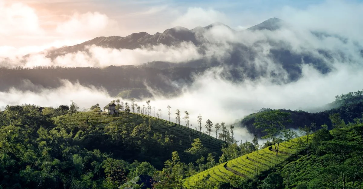 Nature and Wildlife Tours in Kerala: Safari, Birdwatching and Eco Adventures