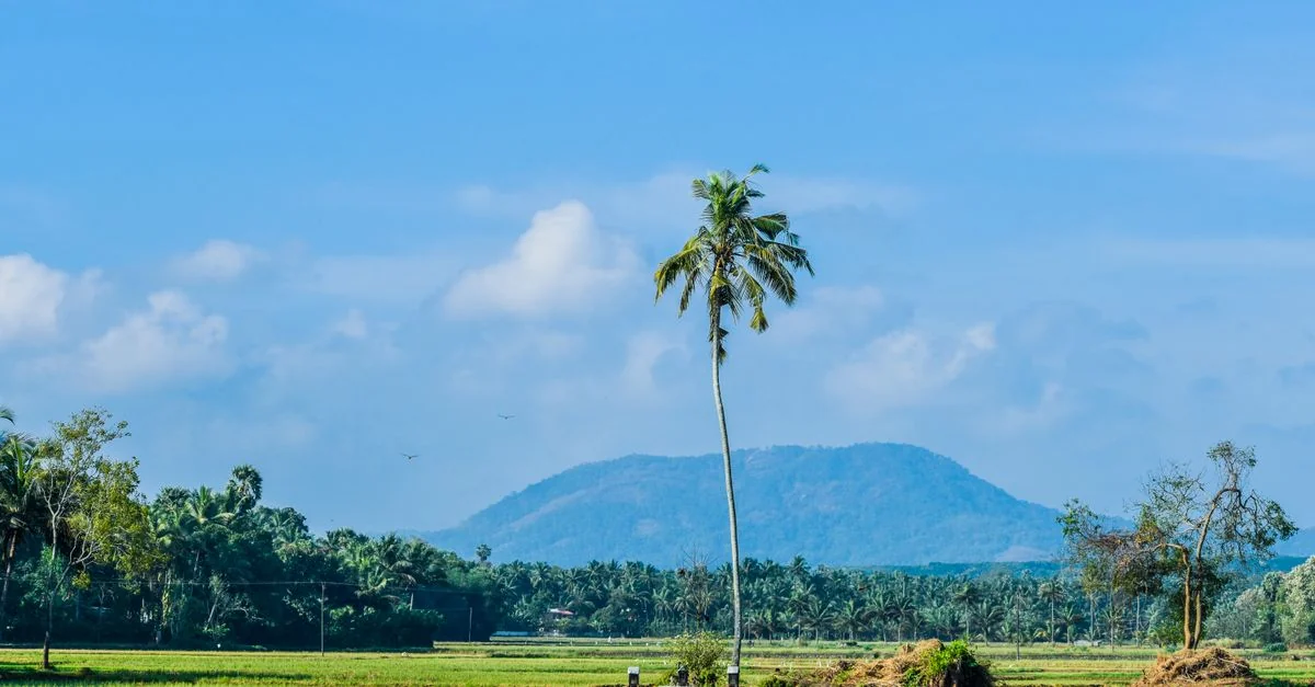 Nature and Wildlife Tours in Kerala: Safari, Birdwatching and Eco Adventures