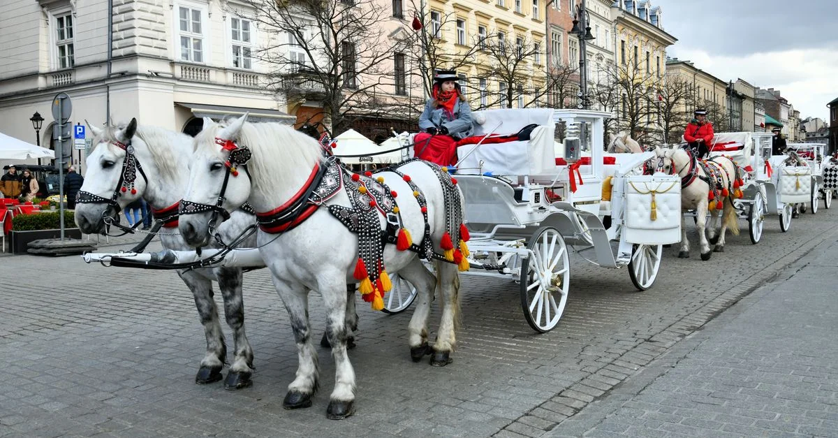 Nature and Wildlife Tours in Krakow: Discover Poland