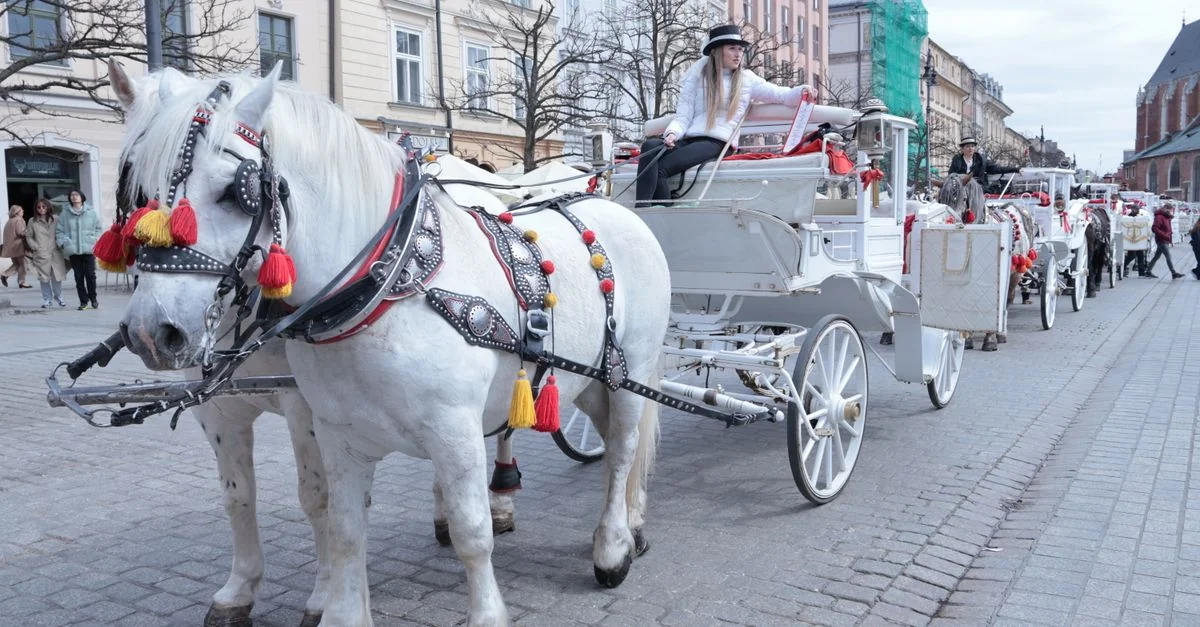 Nature and Wildlife Tours in Krakow: Discover Poland