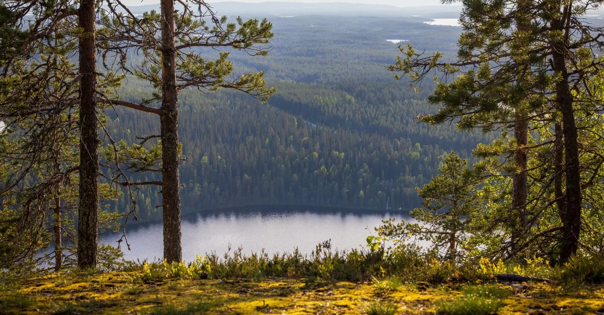 Nature and Wildlife Tours in Kuusamo: Discover Finland
