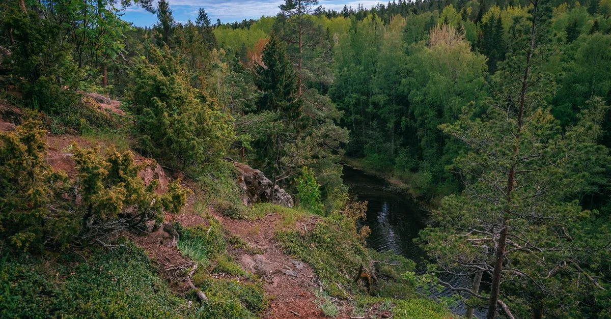 Nature and Wildlife Tours in Kuusamo: Discover Finland