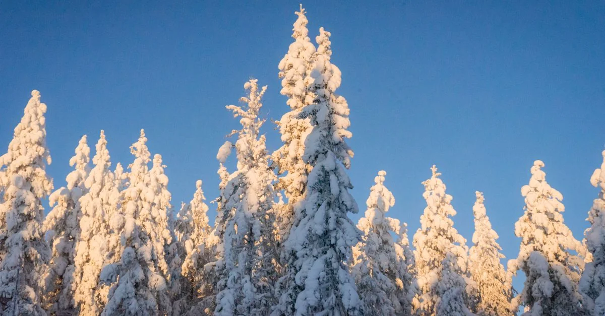 A Food Lover&rsquo;s Guide to Eating Through Levi, Finland