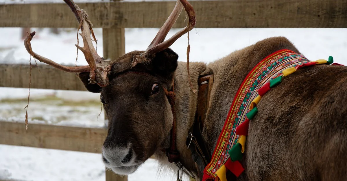 A Food Lover&rsquo;s Guide to Eating Through Levi, Finland