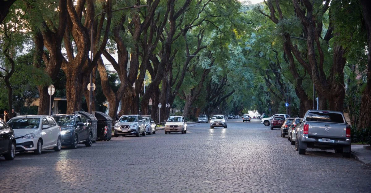 Mendoza Day Trips: Vineyards, Mountain Passes and Olive Groves