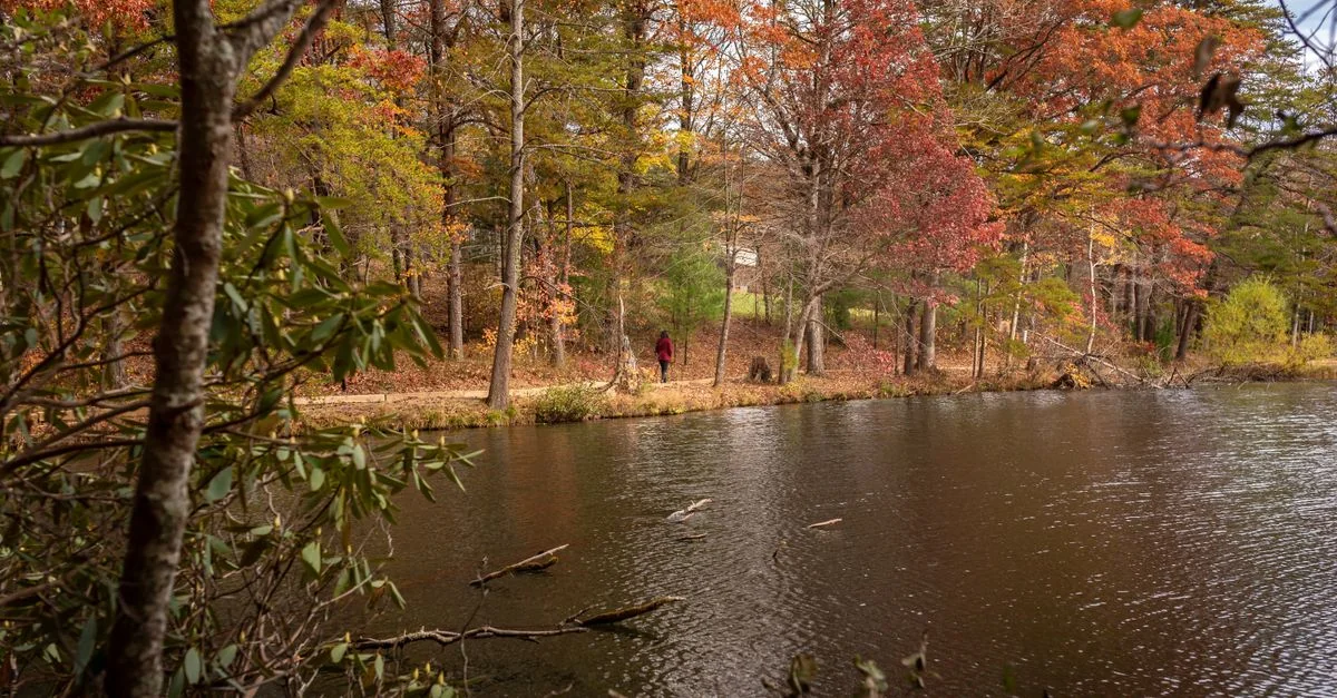 Asheville Michelin Dining Guide: Where to Eat Across the Blue Ridge