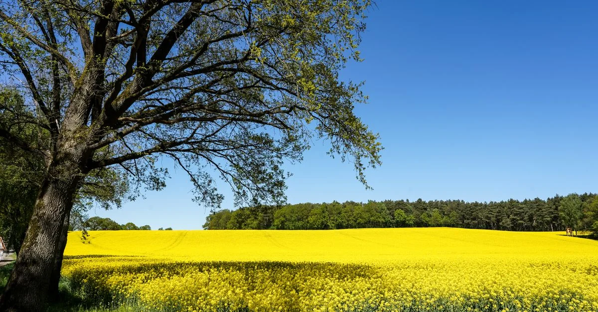 Karlsruhe Michelin Restaurant Guide