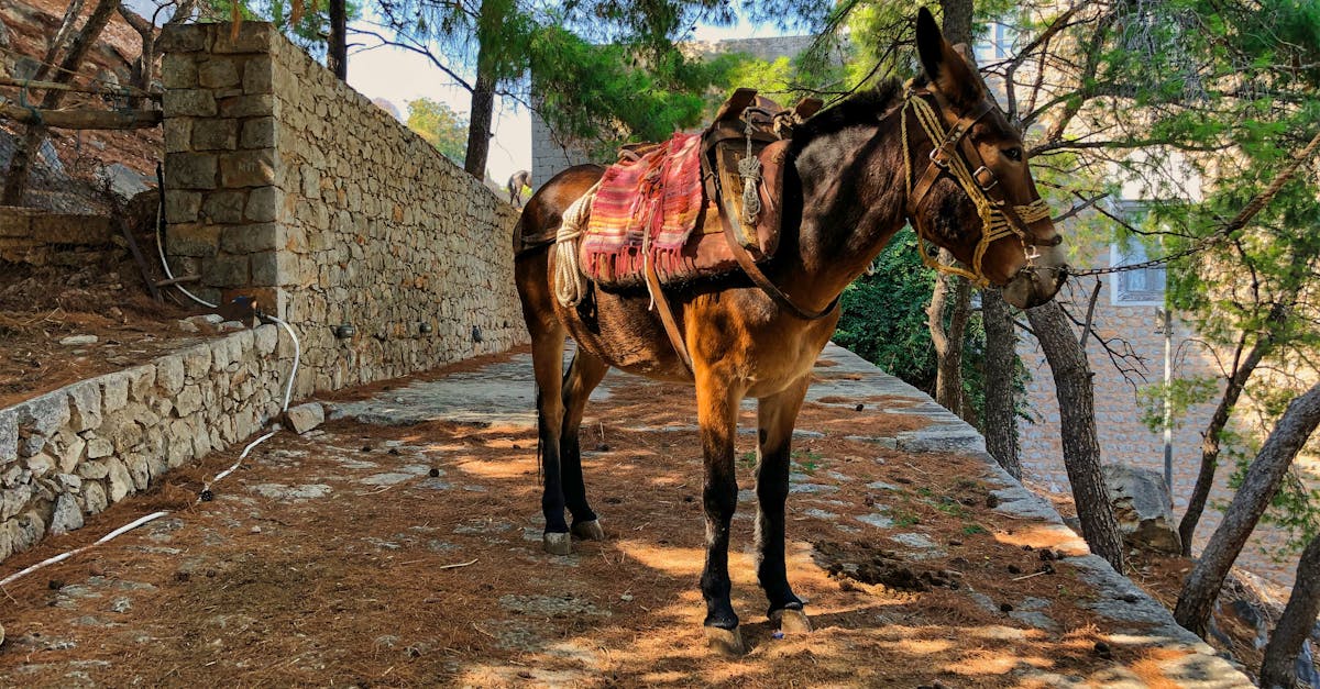 mikonos-walking