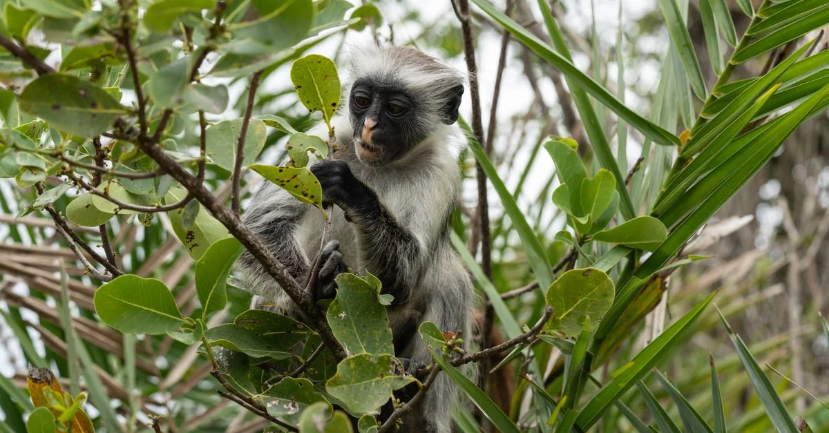 Mjini Day Trips: Sandbanks, Giant Tortoises and Island Ferries