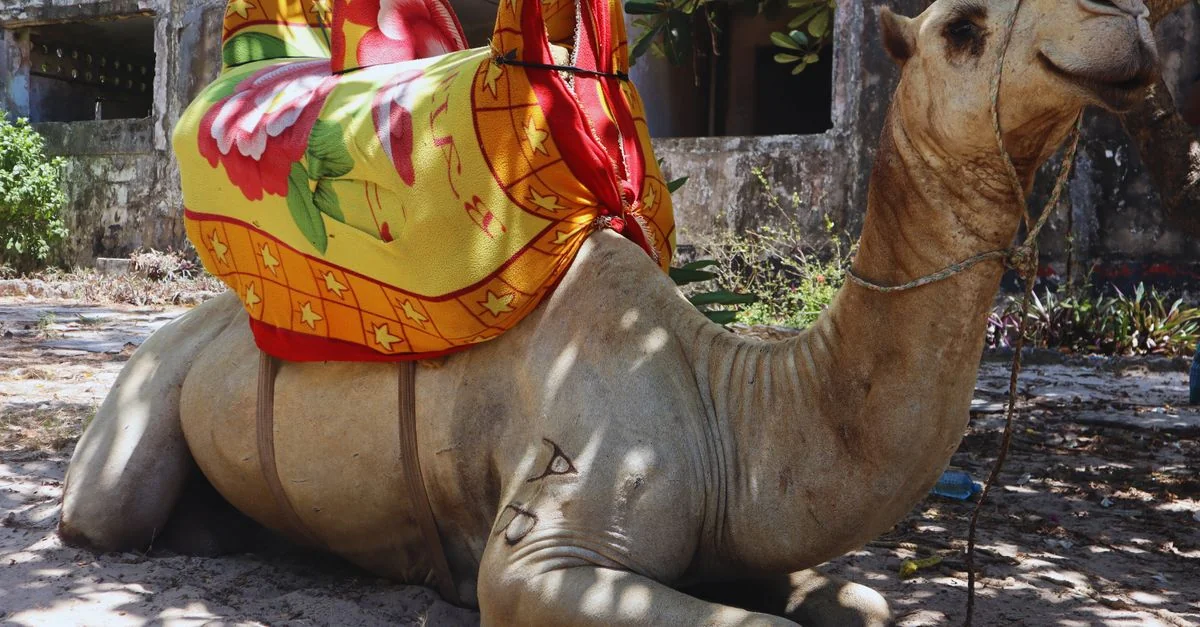 Mombasa County Multi-Day Tours: Your Complete Planning Guide