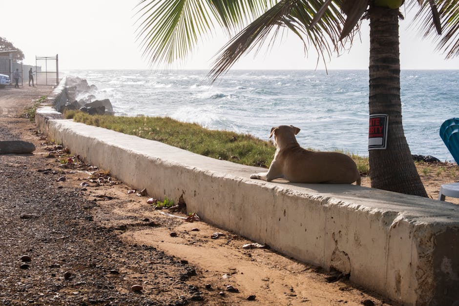 montego-bay-adventure