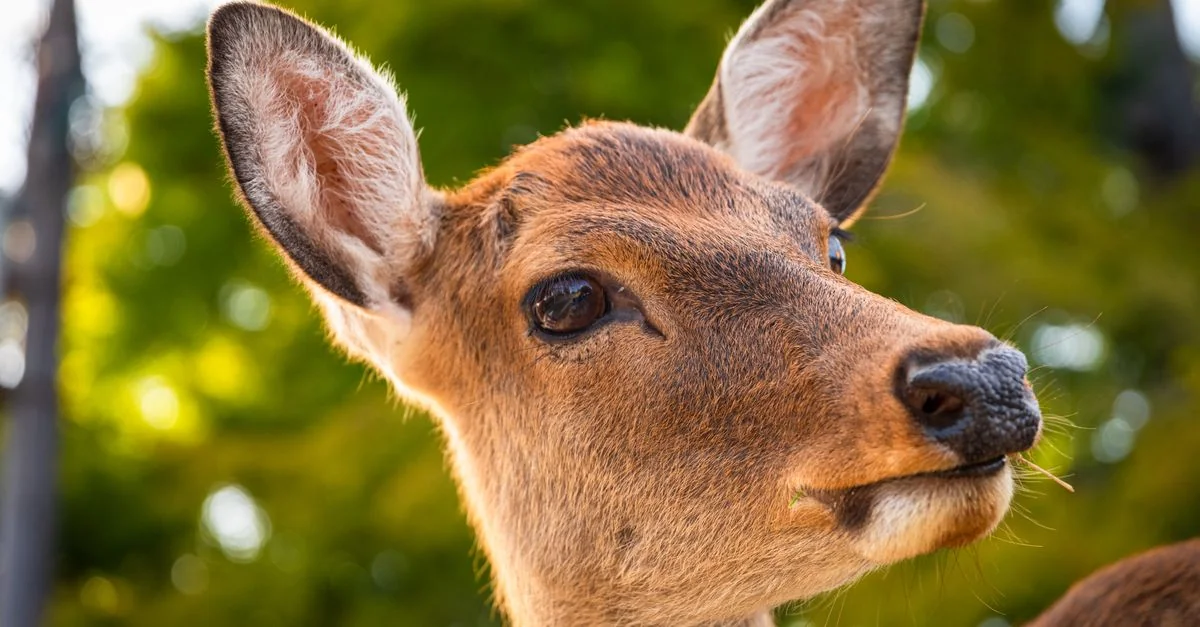 A Food Lover&rsquo;s Guide to Nara: Authentic Flavors and Local Traditions