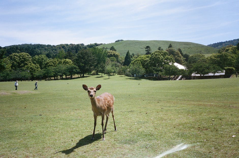 nara-japan