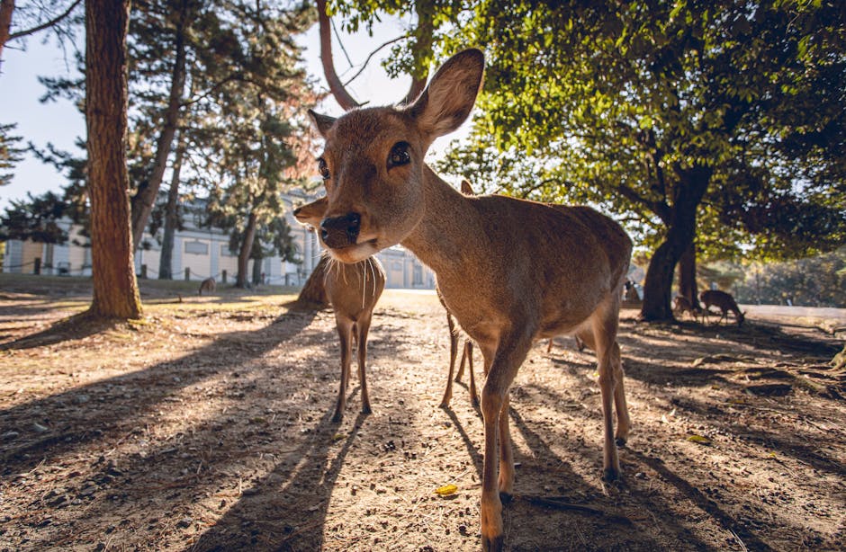 nara-japan