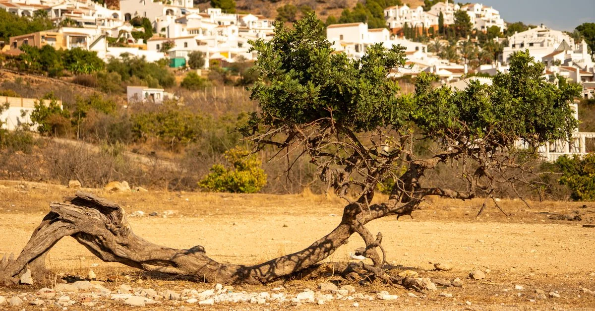 Traveling from Nerja to Madrid: Transport Choices and Logistics
