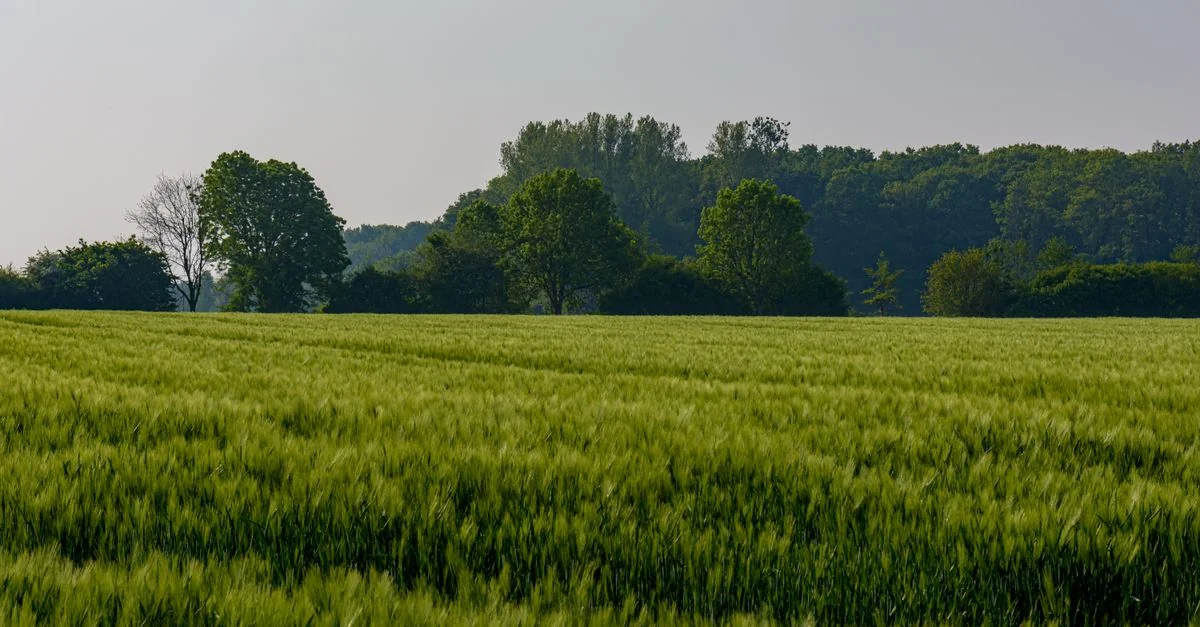 Exploring Niedersachsen on Foot: The Best Walking Tours for History Buffs