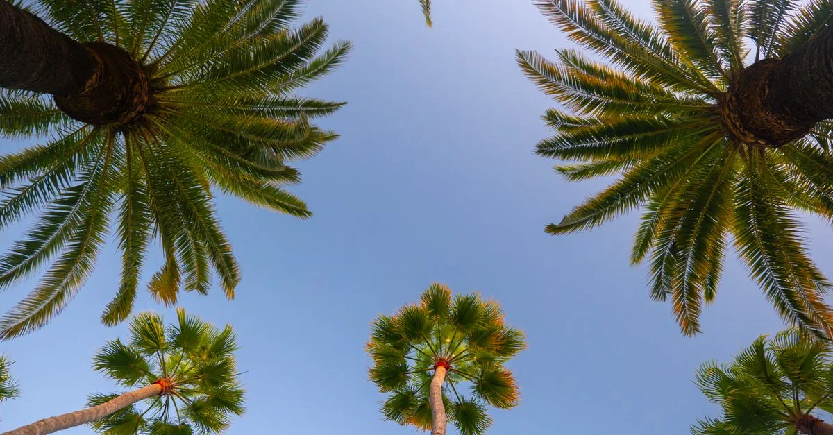 Explore Palm Beach County on Foot: 3 Scavenger Hunt Tours for Every Budget
