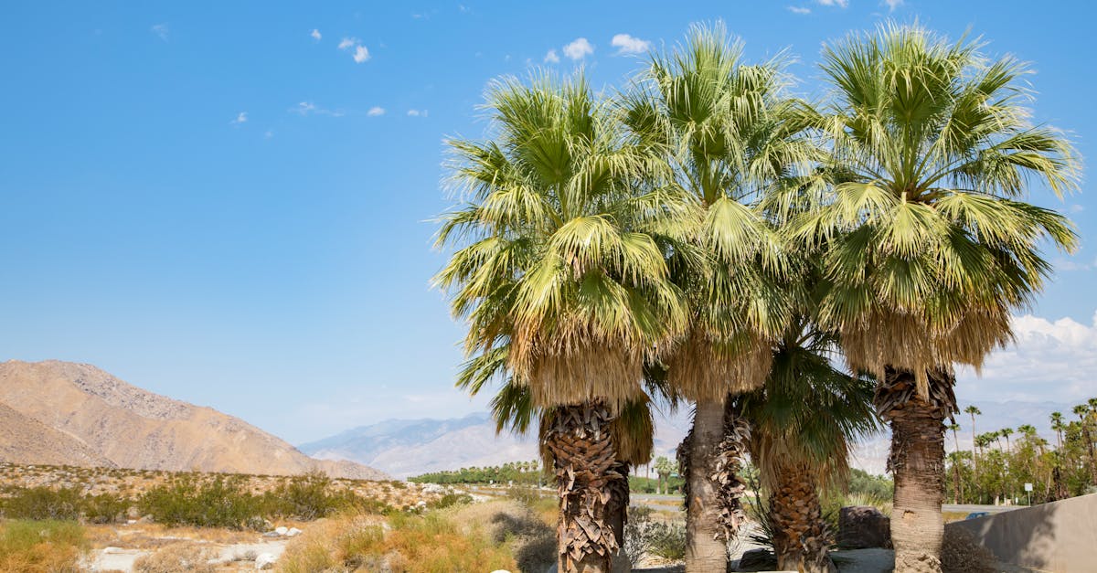 palm-springs-travel-guide