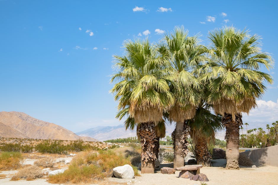 palm-springs-travel-guide