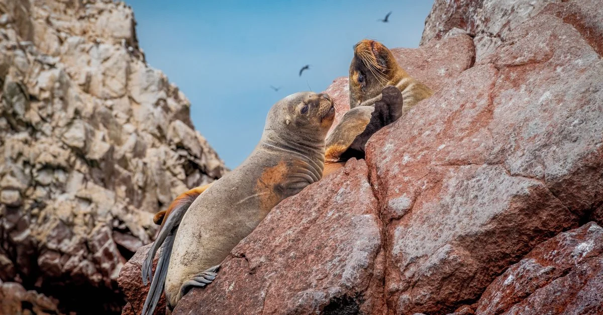 A Practical Guide to Water Sports in Paracas