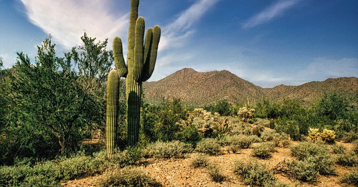 Exploring Pima County&rsquo;s Culinary Delights: A Food Tour Guide