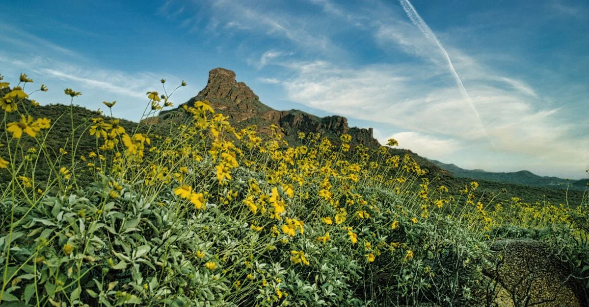 Exploring Pima County&rsquo;s Culinary Delights: A Food Tour Guide