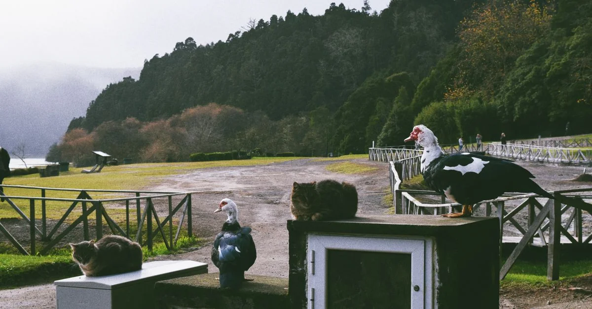 Navigating Volcanic Craters and Tea Plantations: Day Trips Leaving Ponta Delgada