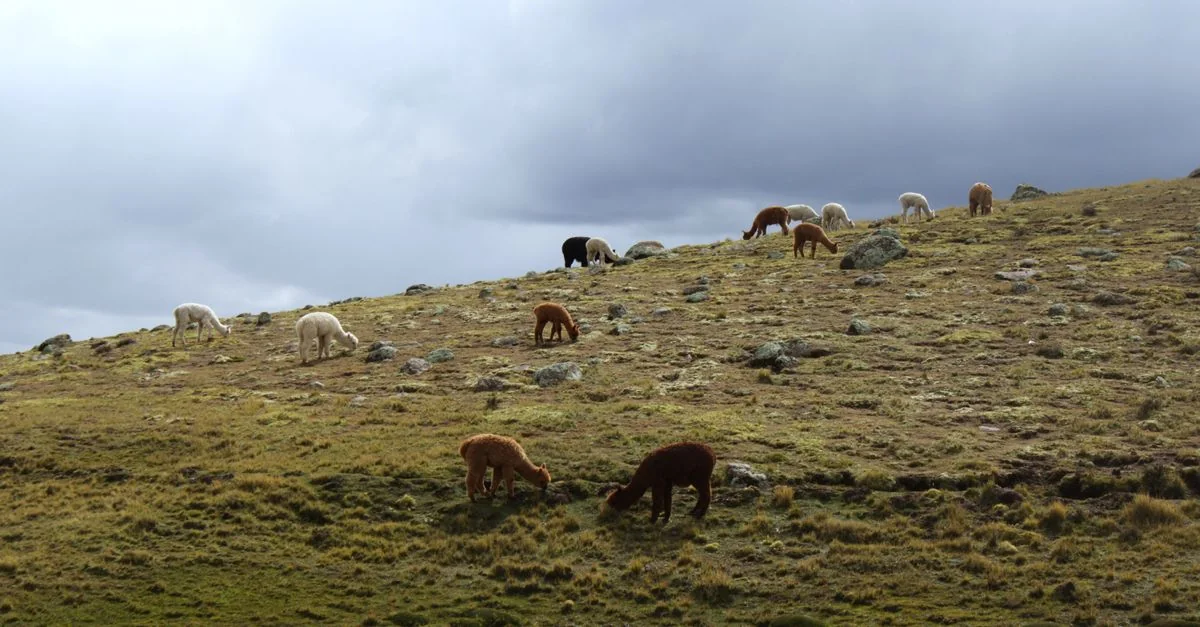 The Ultimate Puno Water Sports Guide: Lake Titicaca Adventure