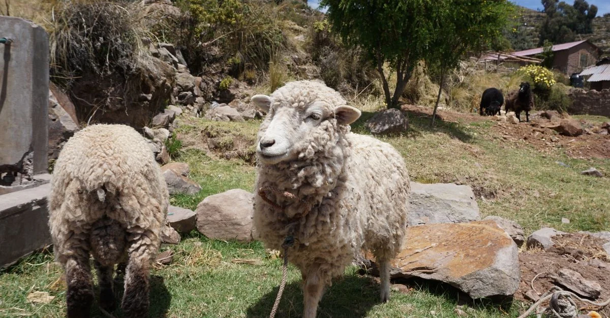 The Ultimate Puno Water Sports Guide: Lake Titicaca Adventure