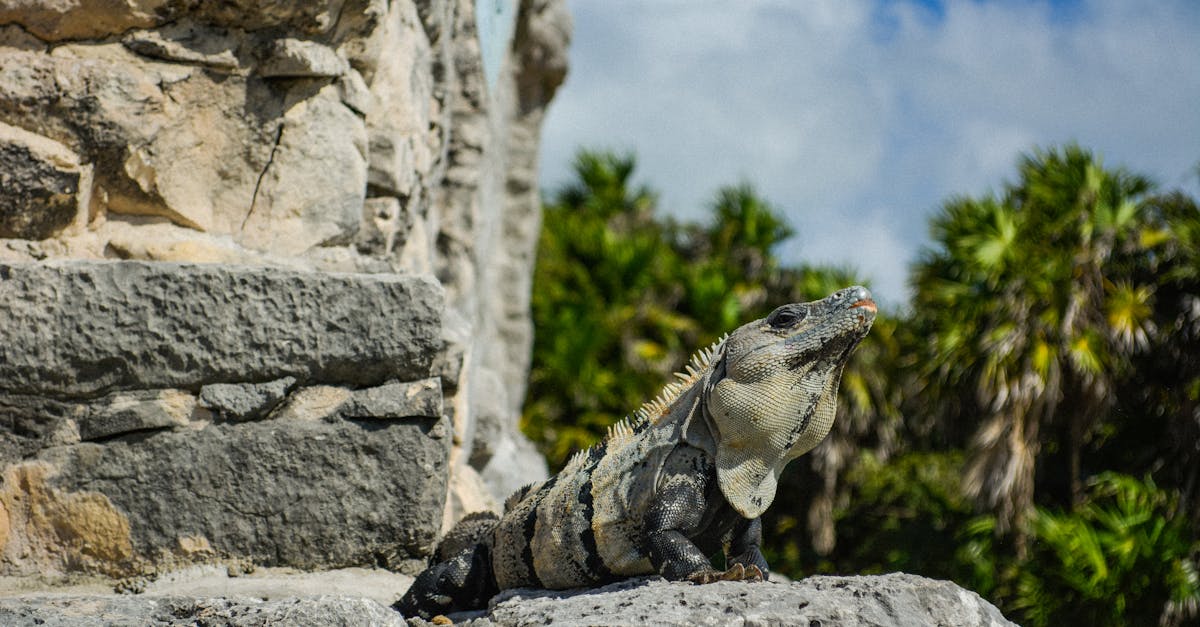 quintana-roo-nature-tours