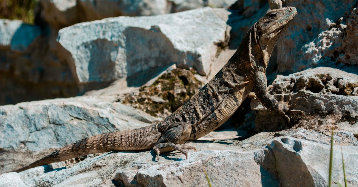quintana-roo-nature-tours