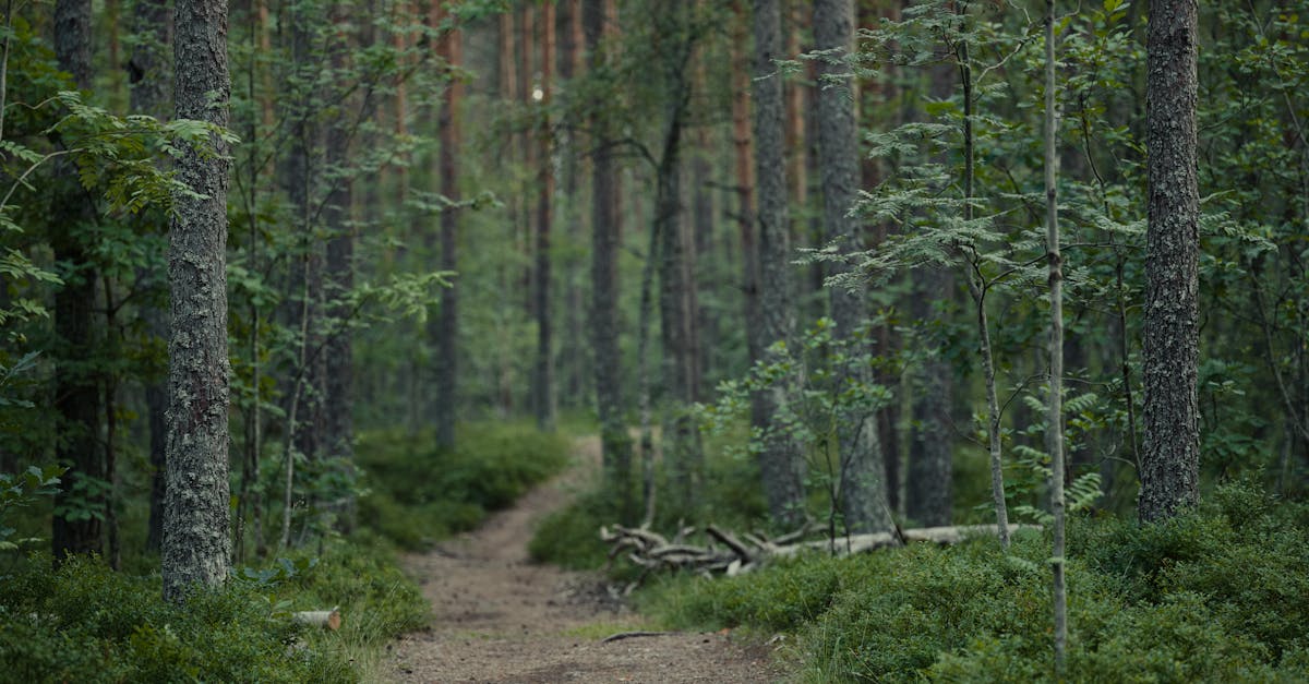 rovaniemi-hiking-tours
