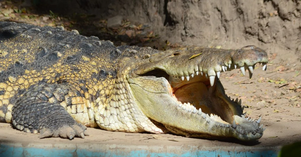 San Salvador Multi‑Day Tour Guide: 4‑Day Adventure Through Mayan Ruins, Volcanoes, and Beach