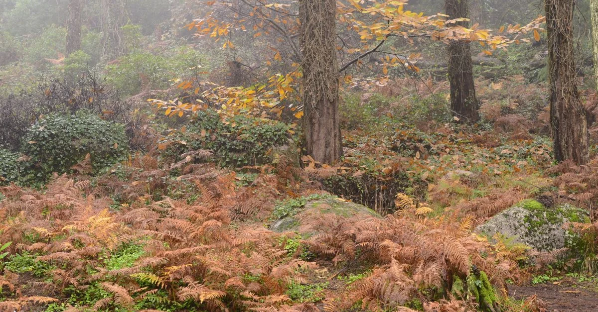 Sintra Day Trip Guide: Castles, Coasts & Mountain Roads