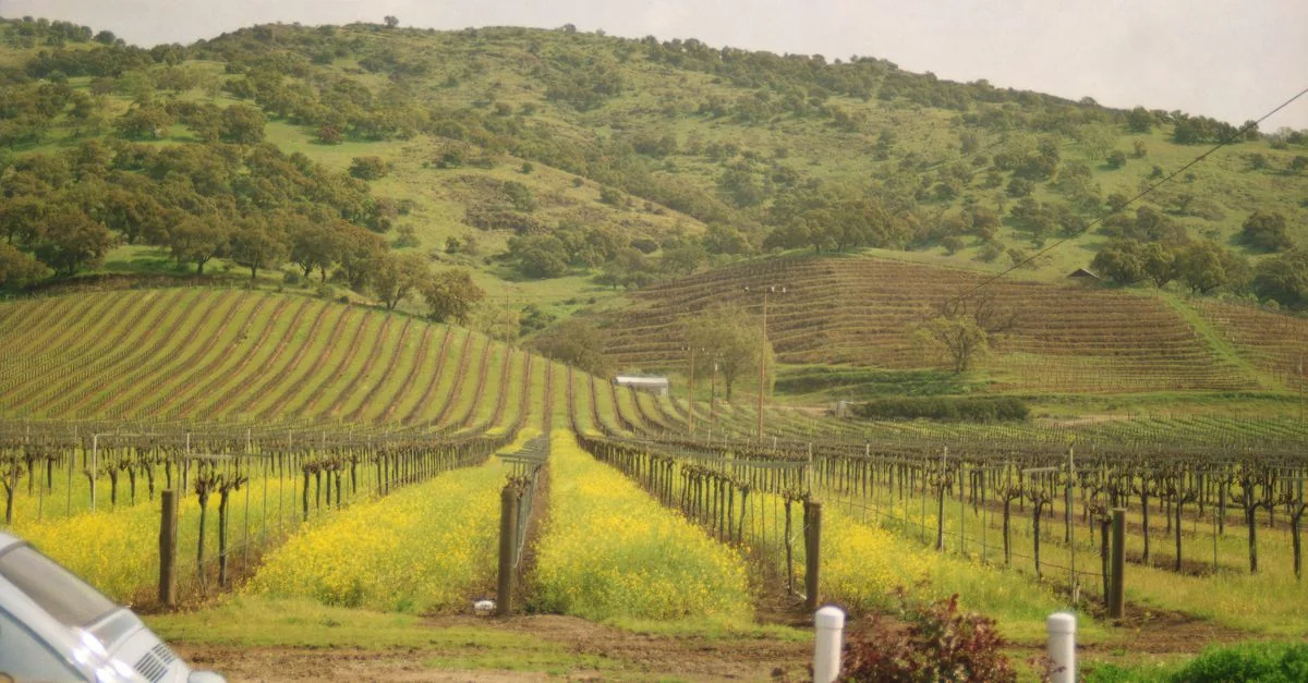 Explore Sonoma County on Foot: The Best Walking Tours for Wine Lovers