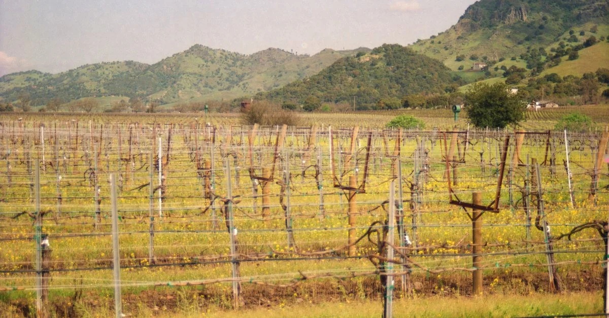 Explore Sonoma County on Foot: The Best Walking Tours for Wine Lovers