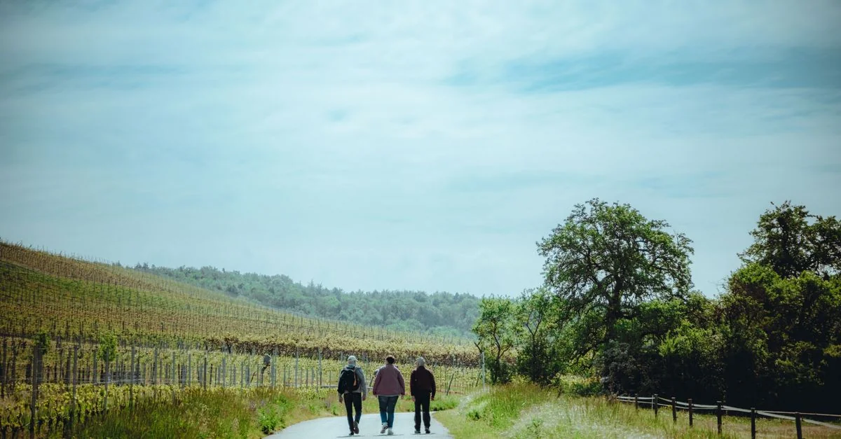 Explore Sonoma County on Foot: The Best Walking Tours for Wine Lovers