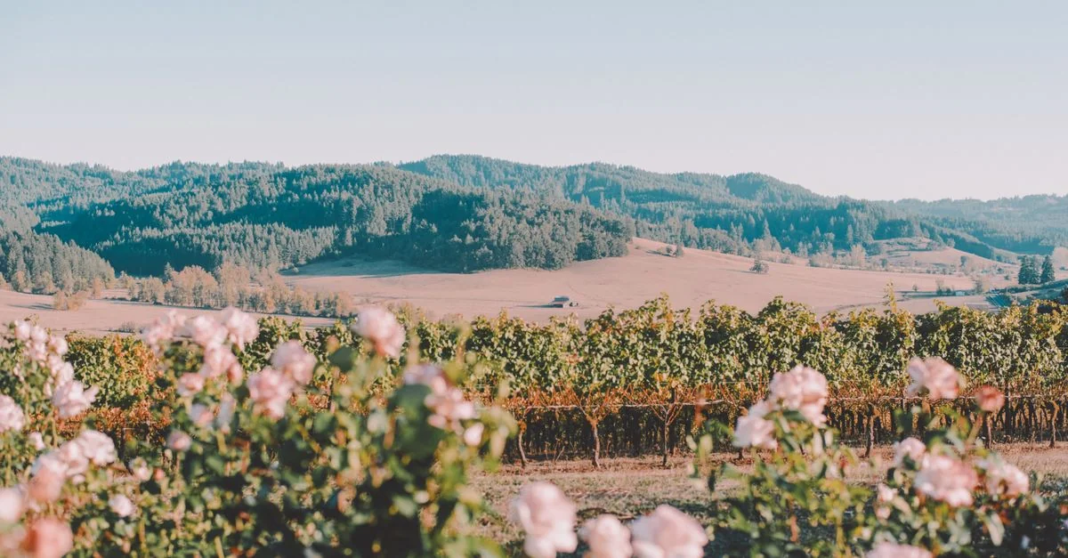 Explore Sonoma County on Foot: The Best Walking Tours for Wine Lovers