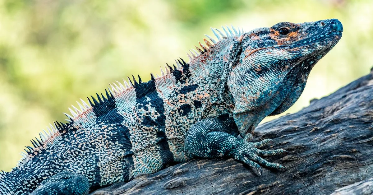 Tamarindo Airport Transfer Guide: Getting You to the Coast Without the Hassle