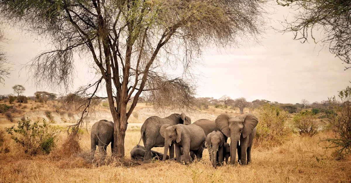 Tanga Multi-Day Tours: Your Complete Departure Guide