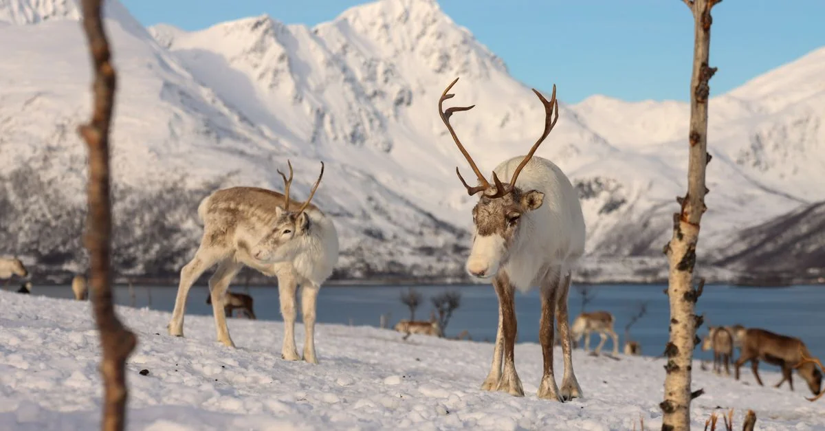 Nature and Wildlife Tours in Tromso: Safari, Birdwatching and Eco Adventures