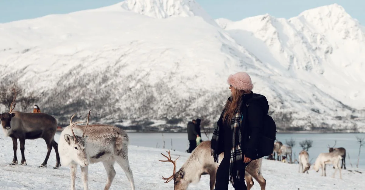 Nature and Wildlife Tours in Tromso: Safari, Birdwatching and Eco Adventures