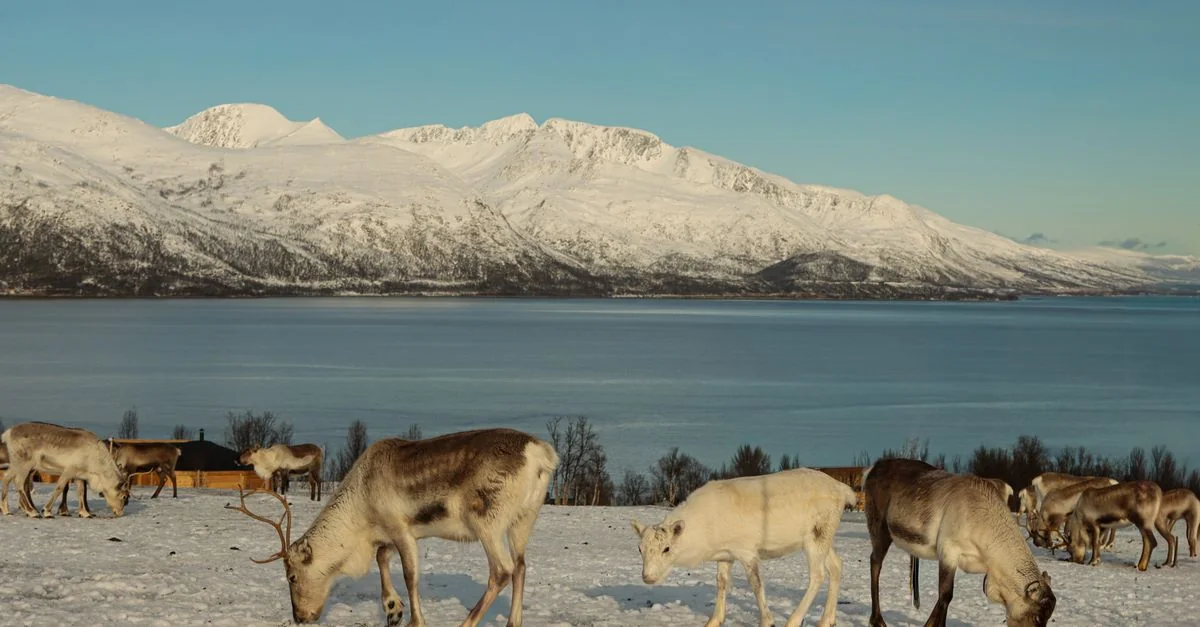 Nature and Wildlife Tours in Tromso: Safari, Birdwatching and Eco Adventures