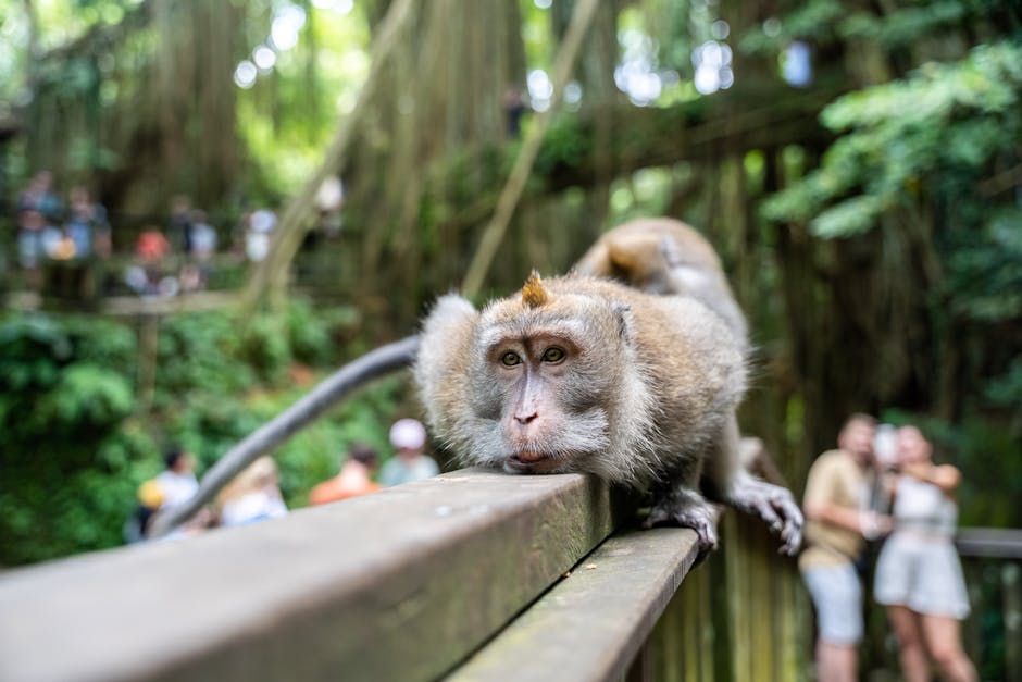 ubud-day-trips