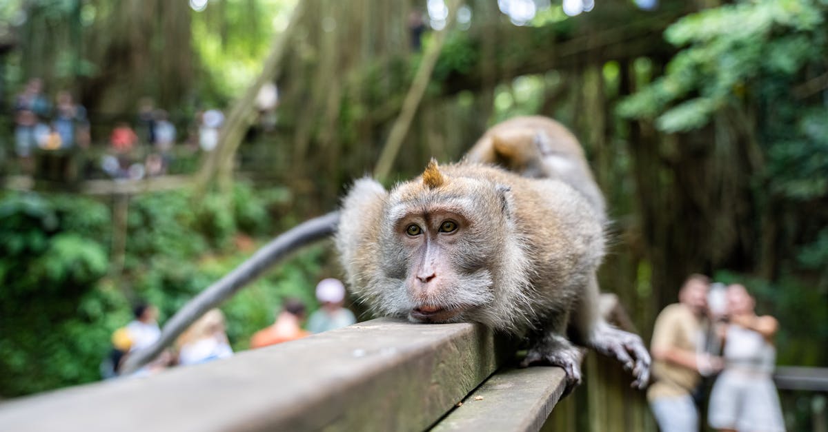 ubud-nature-tours